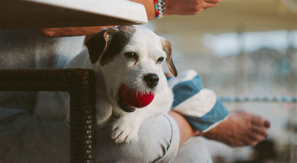 mai multa atentie decat pensiune canina, doar pentru cainele sau pisica ta