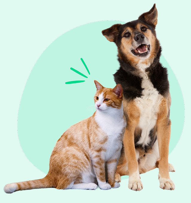 create pet sitting request