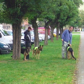 thumbnail petsitter Kralovice or pet nanny for dogs cats