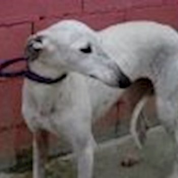 thumbnail petsitter Havlíčkův Brod nebo páníček pro psi