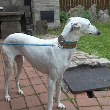 thumbnail petsitter Havlíčkův Brod nebo páníček pro psi