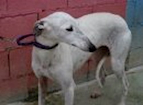 Jana- petsitter Havlíčkův Brod nebo Páníček pro psi