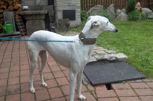 Jana- petsitter Havlíčkův Brod nebo Páníček pro psi