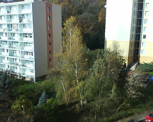 Eva- petsitter Litvínov or Pet nanny for dogs