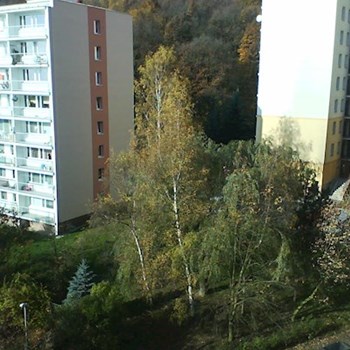 thumbnail petsitter Litvínov or pet nanny for dogs