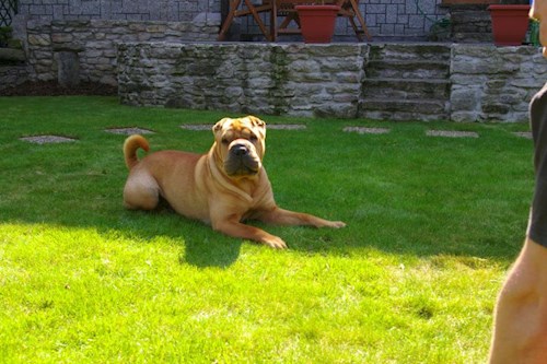 Iveta- petsitter Kutná Hora or Pet nanny for dogs