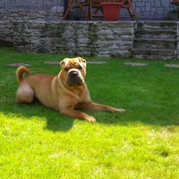 thumbnail petsitter Kutná Hora or pet nanny for dogs