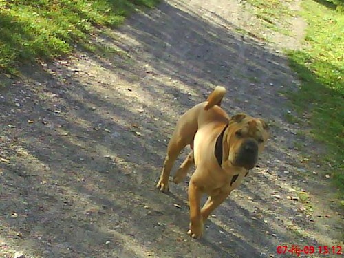 Iveta- petsitter Kutná Hora or Pet nanny for dogs