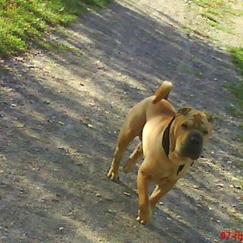 thumbnail petsitter Kutná Hora or pet nanny for dogs