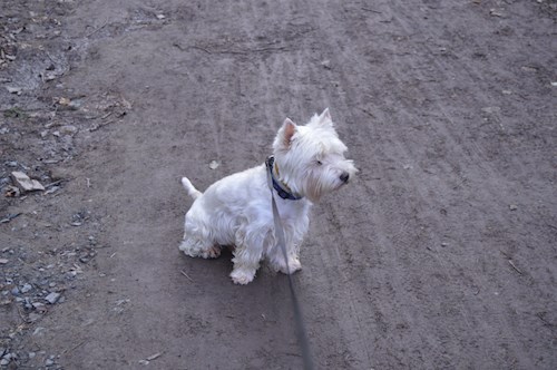 Iveta- petsitter Kutná Hora or Pet nanny for dogs