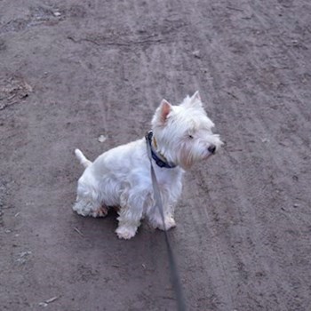 thumbnail petsitter Kutná Hora or pet nanny for dogs