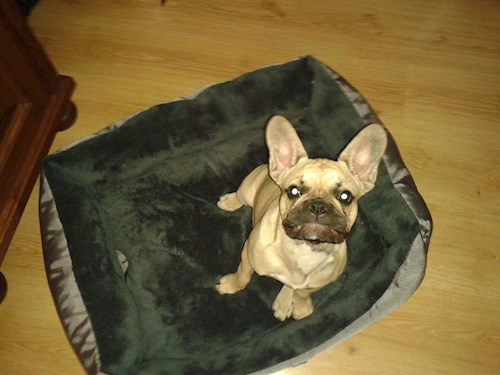 Iveta- petsitter Kutná Hora or Pet nanny for dogs