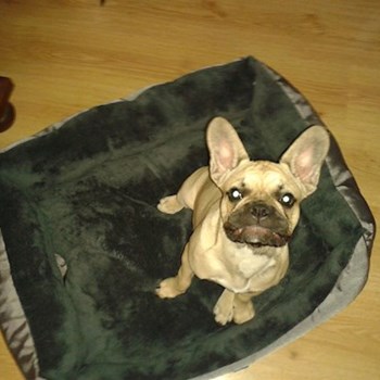 thumbnail petsitter Kutná Hora or pet nanny for dogs