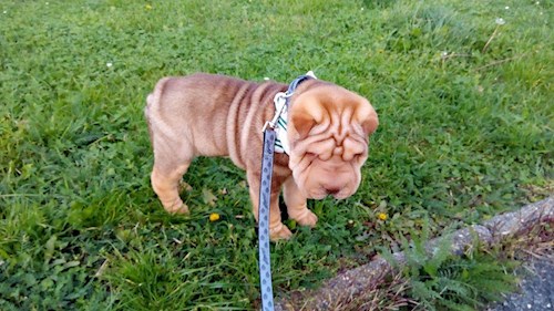 Iveta- petsitter Kutná Hora or Pet nanny for dogs