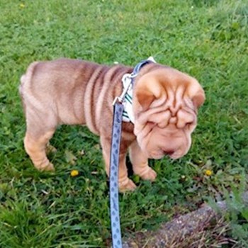 thumbnail petsitter Kutná Hora or pet nanny for dogs