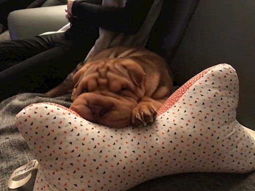 Iveta- petsitter Kutná Hora or Pet nanny for dogs