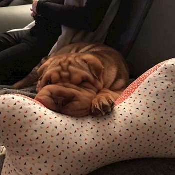 thumbnail petsitter Kutná Hora or pet nanny for dogs