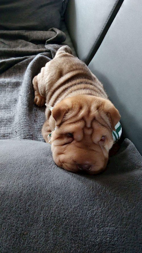 Iveta- petsitter Kutná Hora or Pet nanny for dogs