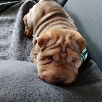 thumbnail petsitter Kutná Hora or pet nanny for dogs