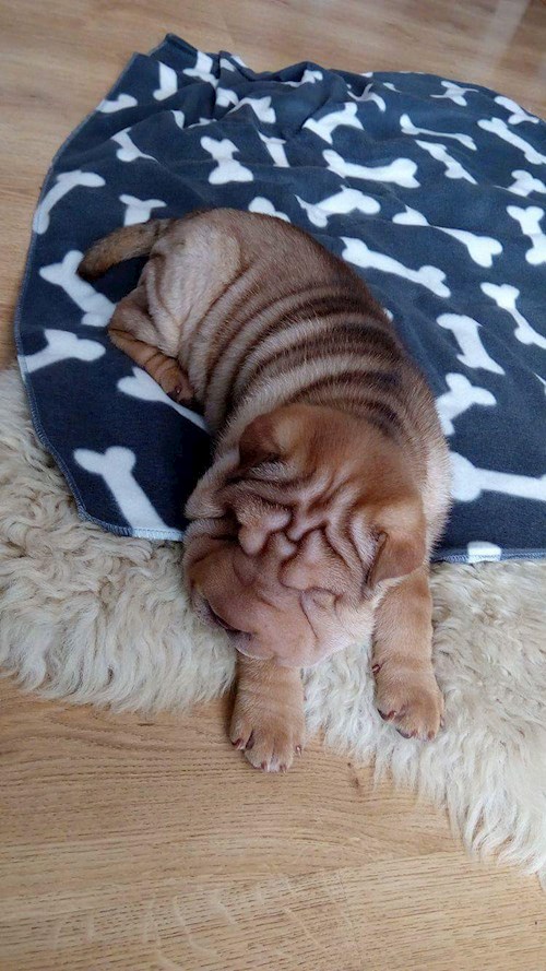 Iveta- petsitter Kutná Hora or Pet nanny for dogs