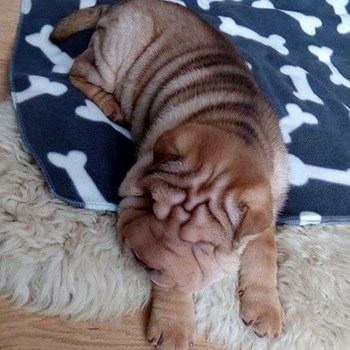 thumbnail petsitter Kutná Hora or pet nanny for dogs