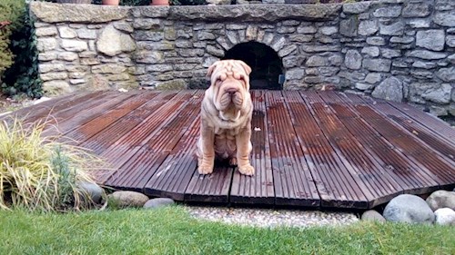 Iveta- petsitter Kutná Hora or Pet nanny for dogs