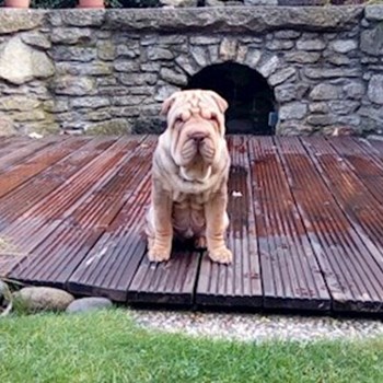 thumbnail petsitter Kutná Hora or pet nanny for dogs