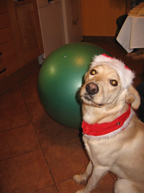 Lucie- petsitter Frýdek-Místek nebo Páníček pro psi