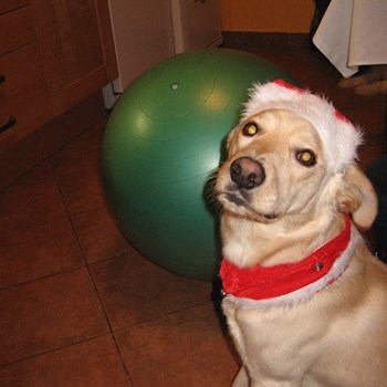 thumbnail petsitter Frýdek-Místek nebo páníček pro psi