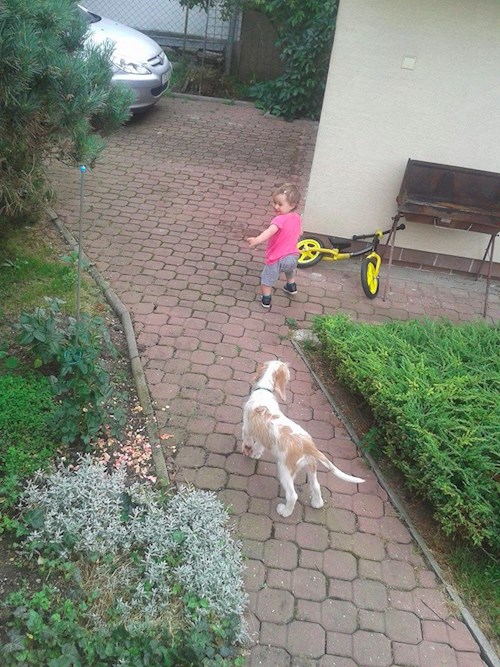 Eva- petsitter Jasenná 13 nebo Páníček pro psi