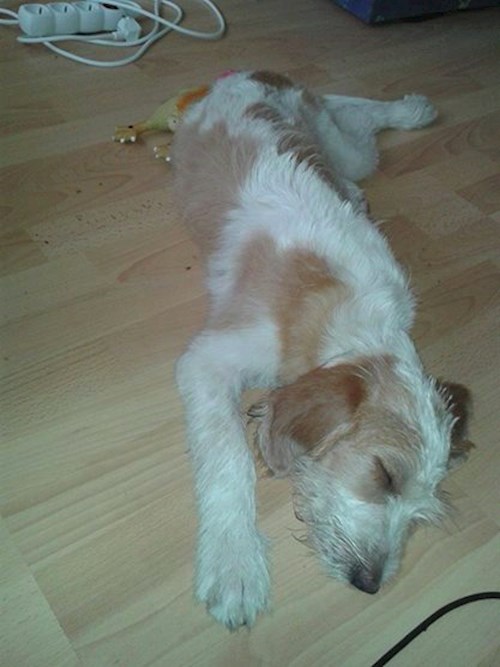 Eva- petsitter Jasenná 13 nebo Páníček pro psi