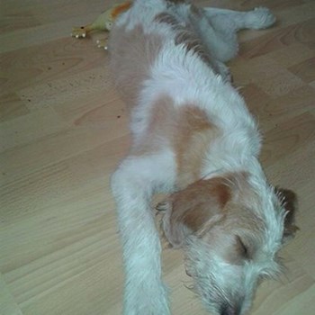 thumbnail petsitter Jasenná 13 nebo páníček pro psi