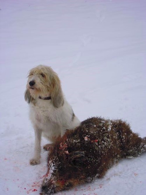 Eva- petsitter Jasenná 13 nebo Páníček pro psi