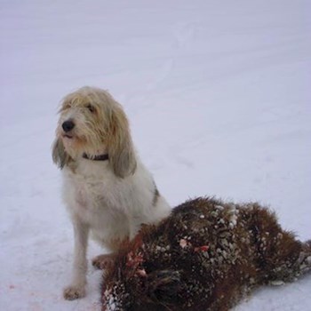 thumbnail petsitter Jasenná 13 nebo páníček pro psi