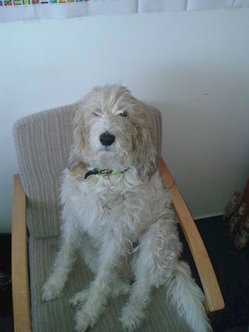 Eva- petsitter Jasenná 13 nebo Páníček pro psi