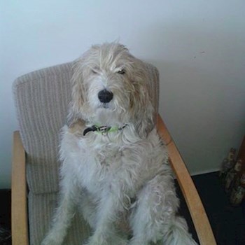 thumbnail petsitter Jasenná 13 nebo páníček pro psi