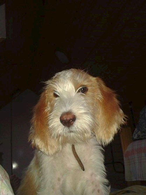 Eva- petsitter Jasenná 13 nebo Páníček pro psi