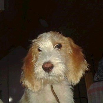 thumbnail petsitter Jasenná 13 nebo páníček pro psi