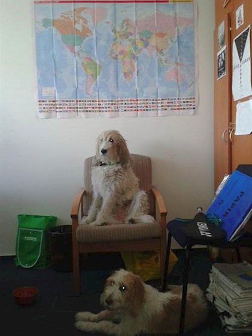 Eva- petsitter Jasenná 13 nebo Páníček pro psi