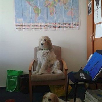 thumbnail petsitter Jasenná 13 nebo páníček pro psi