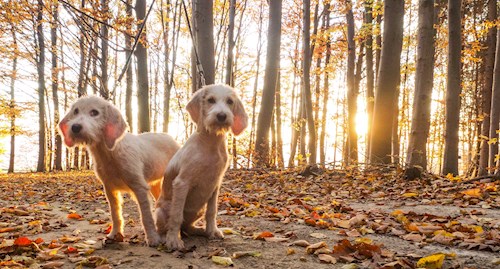 Eva- petsitter Jasenná 13 nebo Páníček pro psi