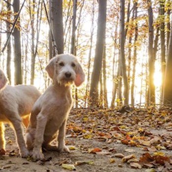 thumbnail petsitter Jasenná 13 nebo páníček pro psi