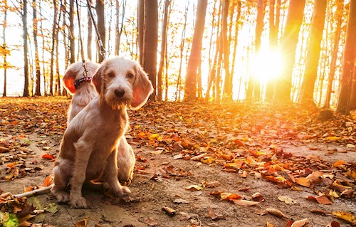 Eva- petsitter Jasenná 13 nebo Páníček pro psi