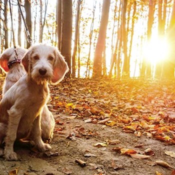 thumbnail petsitter Jasenná 13 nebo páníček pro psi