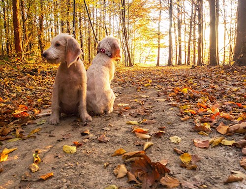 Eva- petsitter Jasenná 13 nebo Páníček pro psi