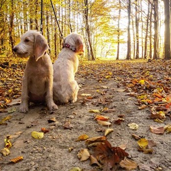 thumbnail petsitter Jasenná 13 nebo páníček pro psi