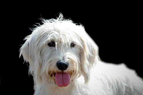 Eva- petsitter Jasenná 13 nebo Páníček pro psi