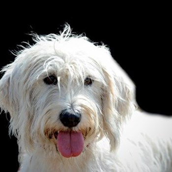 thumbnail petsitter Jasenná 13 nebo páníček pro psi