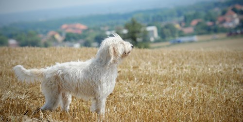 Eva- petsitter Jasenná 13 nebo Páníček pro psi