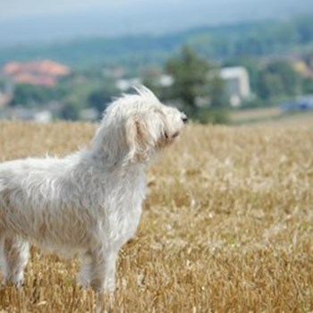 thumbnail petsitter Jasenná 13 nebo páníček pro psi